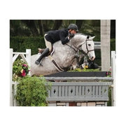 Breyer Traditional 75th Anniversary Catch Me Holsteiner Horse