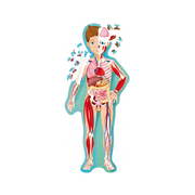 Sassi Science Travel, Learn and Explore The Human Body Puzzle & Book Set